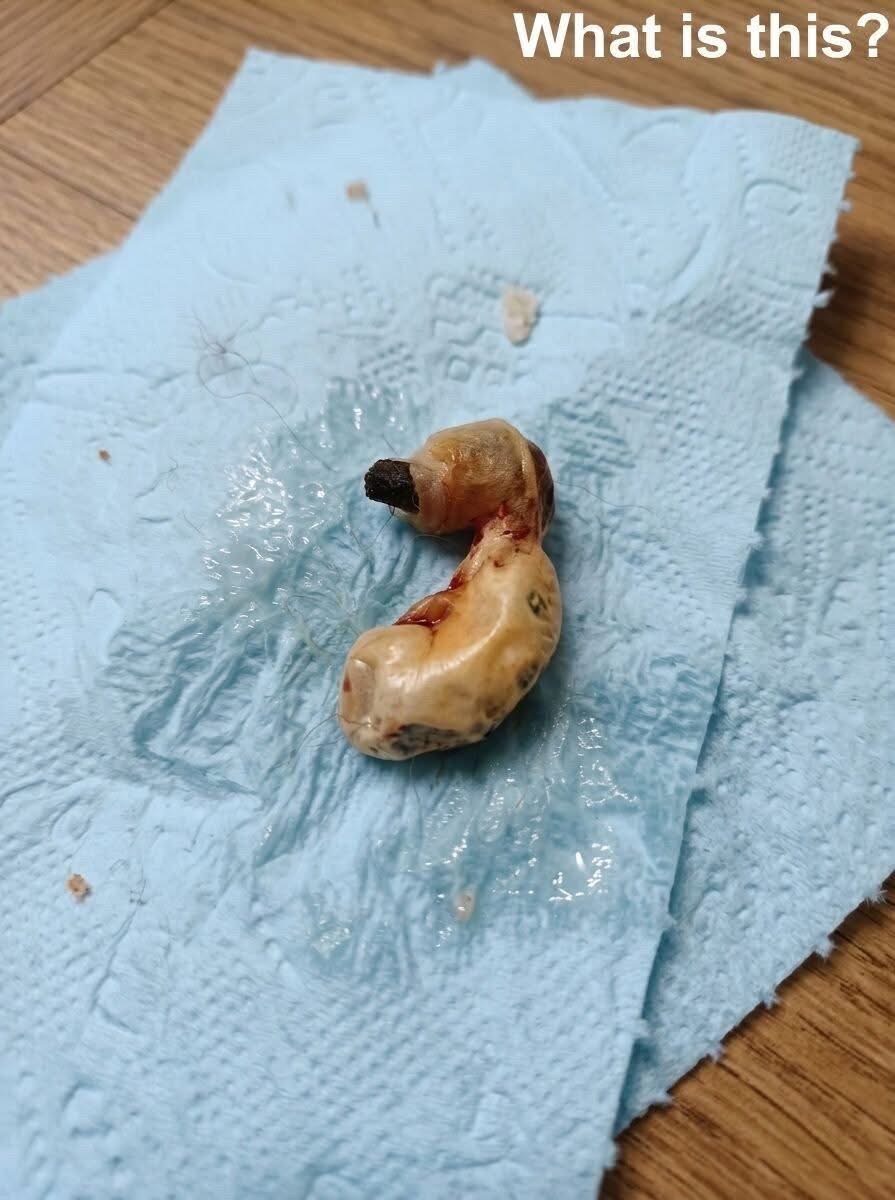 I found this in my son’s room while cleaning. When I tried to vacuum under the bed, I discovered this. For a moment, I froze, then pulled myself together and started carefully examining it, trying to understand what it was — but I still couldn’t figure it out. Does anyone know what this could be? Check the first comment for the answer 👇