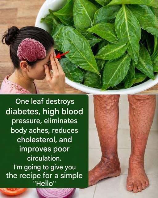 The most miraculous leaf. in the first comment👇