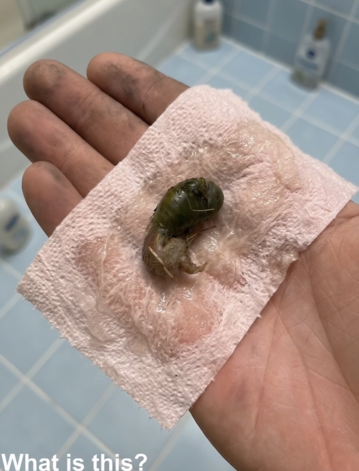 We found this in our bathroom. When I first saw it, I was really scared. My husband came over and picked it up with a tissue. We’ve been staring at it for twenty minutes trying to figure out what it is. Does anyone know? Check the first comment for the answer 👇