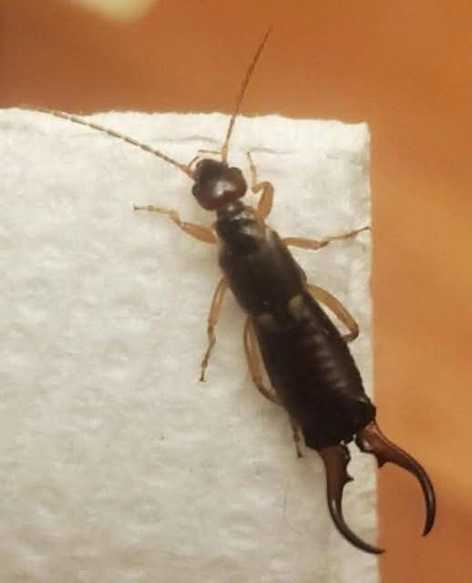 SOS! My 7-year-old son got bitten by this. It looks terrifying. I showed the picture to my sister-in-law, who lives nearby, and she said she found similar bugs in her house too. Any ideas what they could be? details are in the comments below..