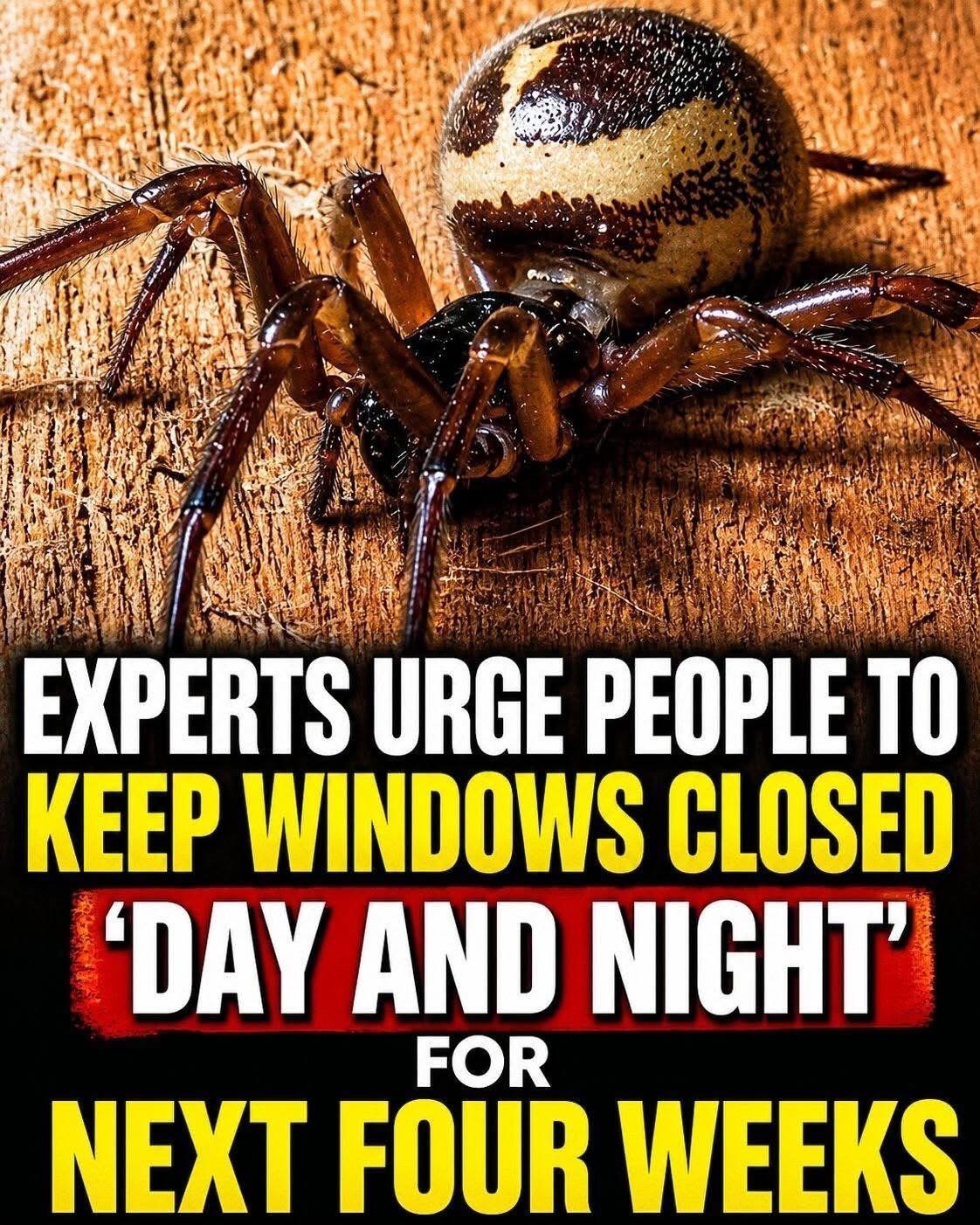 Close your windows — or risk a bite. most dangerous spider is creeping in…….. Read full story in comment