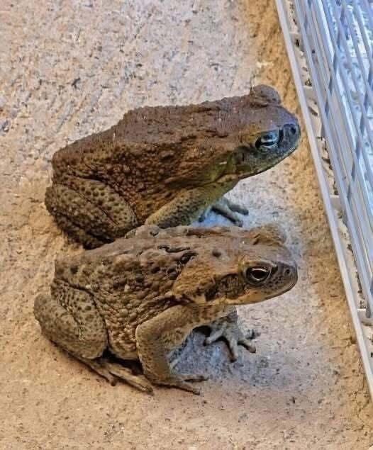 Did you know that toads come to your house when…See below