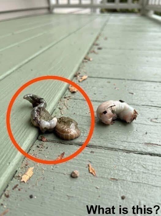 I went out onto the balcony this morning and saw this on the floor. I’ve been staring at it for half an hour now, but I still have no idea what it is. Does anyone know what this is? Check the first comment for the answer 👇