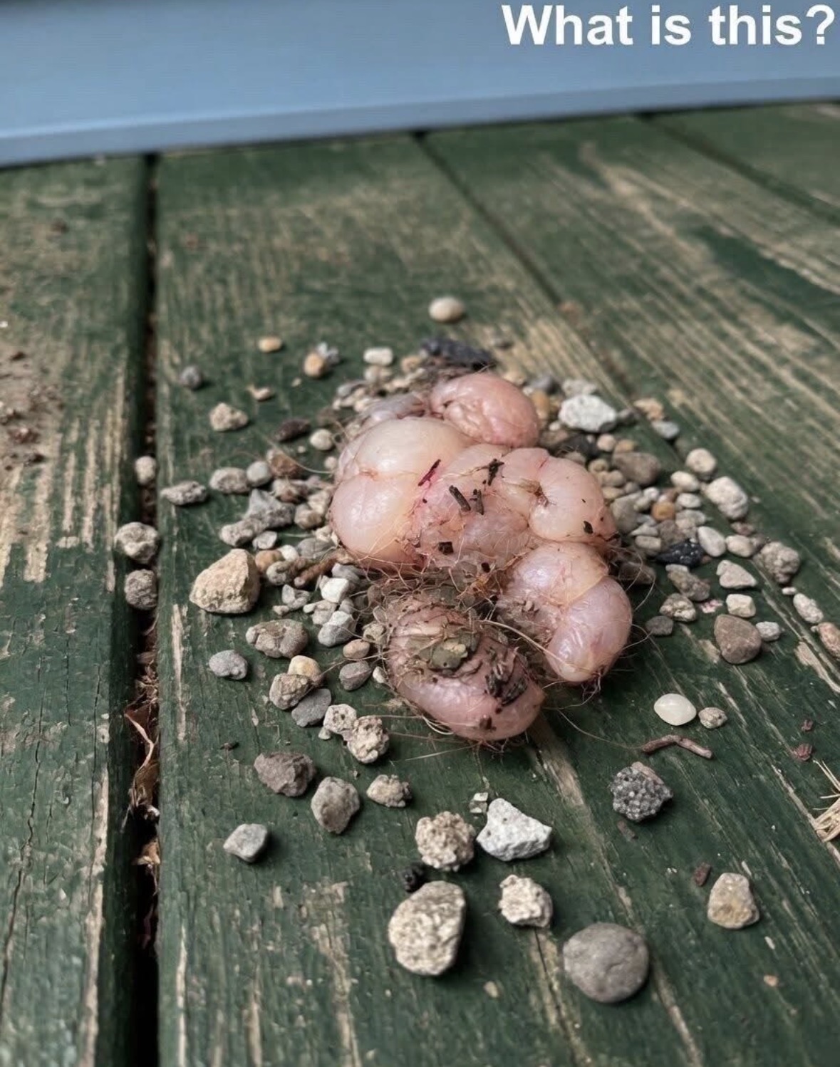 This morning, I stepped out onto the porch and discovered this. Honestly, I got really scared. Then, once I calmed down, I walked closer and started examining it carefully, trying to understand what it was — but without any success. Does anyone know what this is? Check the first comment for the answer 👇