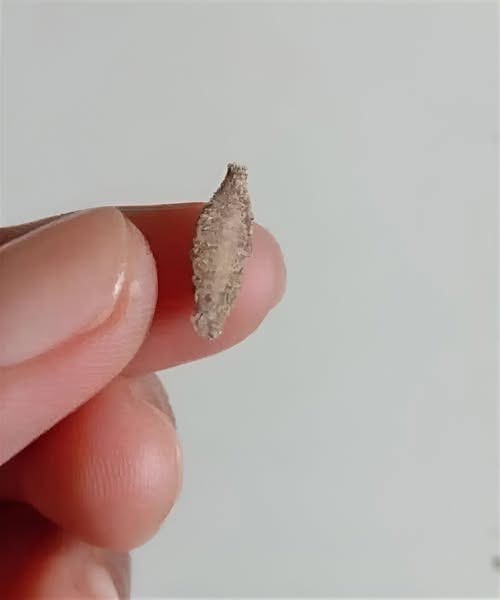 Always check the walls of your house regularly for these insects… Check 👇