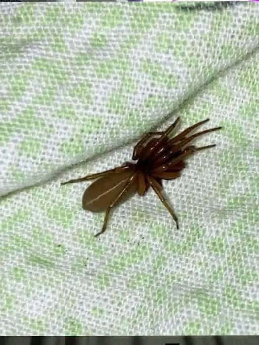 “The Red-Fanged Night Hunter: Meet the Spider That Hunts Without a Web…See below”