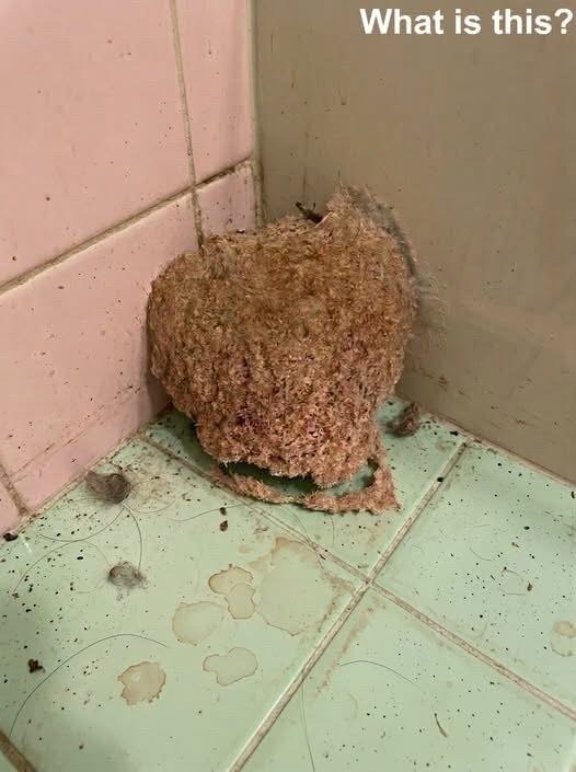 We went on vacation for a week. When we came back, we discovered this in the bathroom. It’s the first time in my life I’ve ever seen something like this, and I honestly have absolutely no idea what it is. Does anyone know what this could be? Check the first comment for the answer 👇