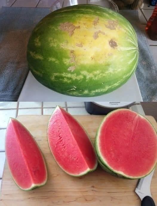Since watermelon season is here, I figured I’d share this. Everyone knows that I always choose the best watermelons. Stop thumping melons—it’s not going to tell you anything. This is exactly how you should choose watermelons 🗨️👇
