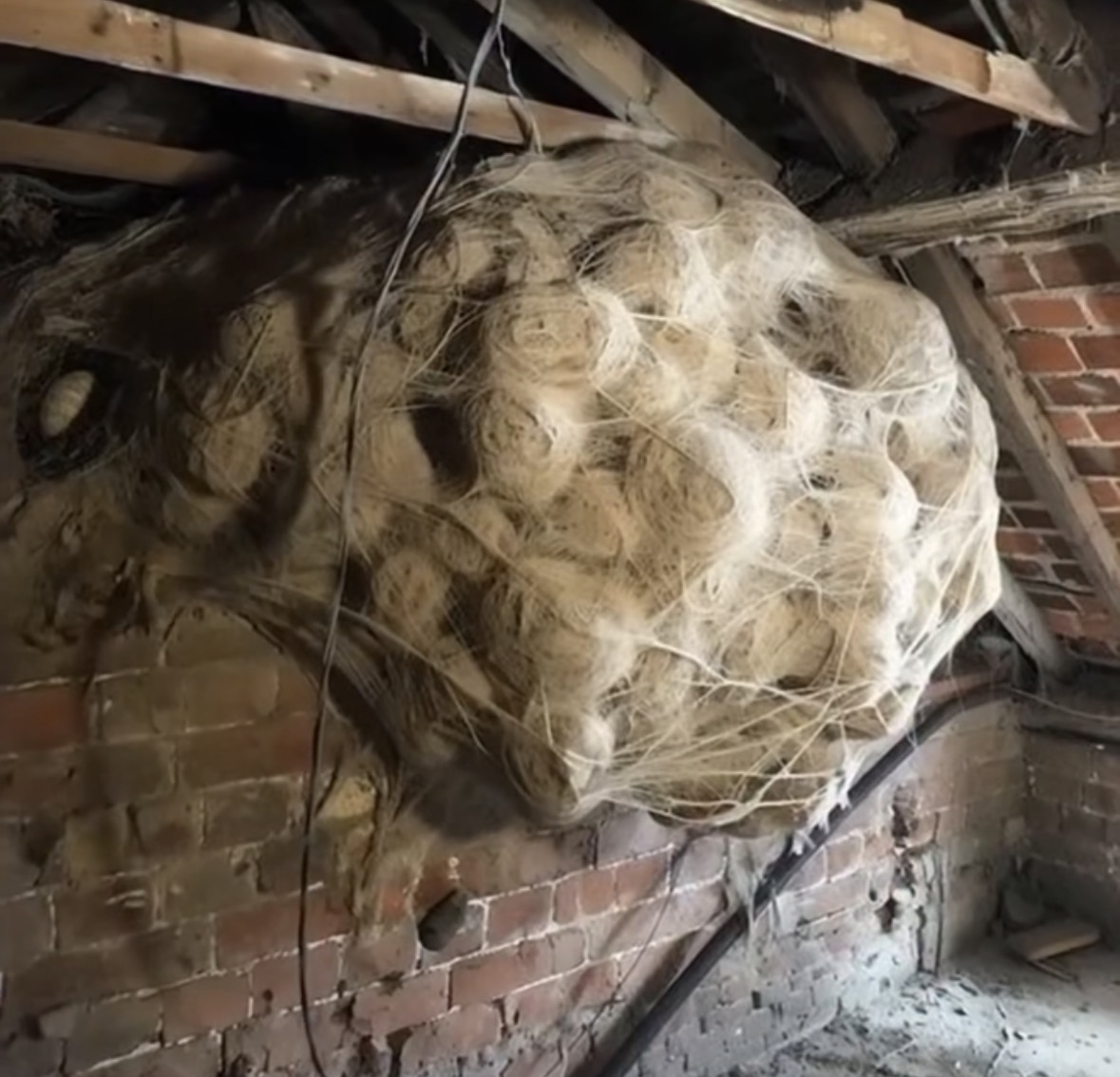 Man thinks he found small nest in attic – turns pale when he realizes what’s inside 😨 check 1st comm👇