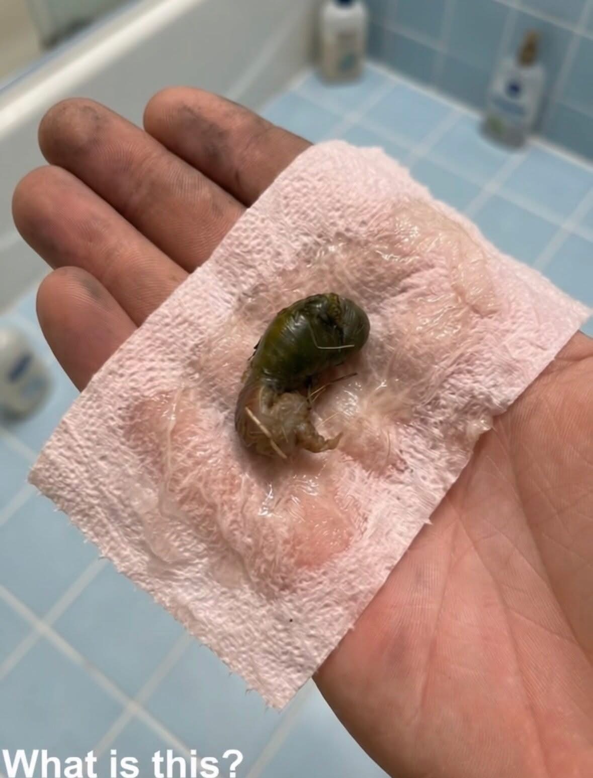 We found this in our bathroom. When I first saw it, I was really scared. My husband came over and picked it up with a tissue. We’ve been staring at it for twenty minutes trying to figure out what it is. Does anyone know? Check the first comment for the answer 👇