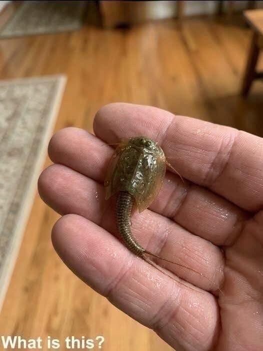 I found this in a flooded ditch and managed to catch it, bringing it home in a jar. I honestly have no idea what it is—does anyone know? The answer is in the first comment 👇