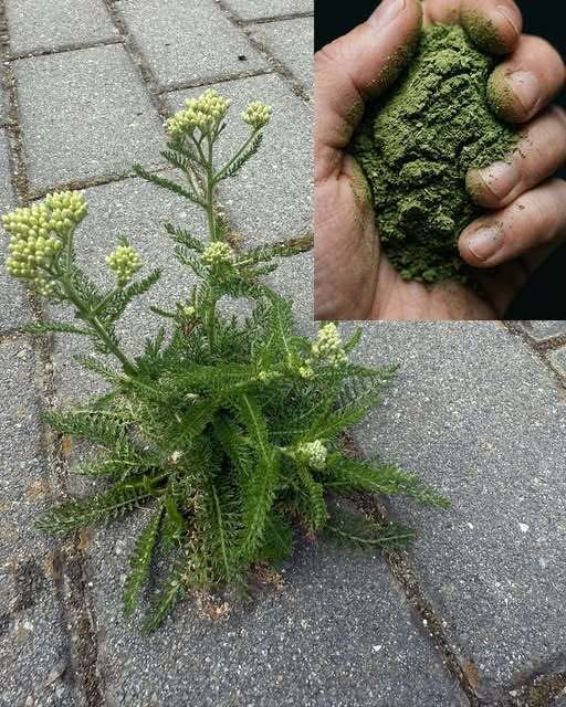 The plant you see in the picture is one of the most miraculous plants in the world…