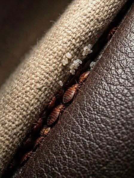 Sofa Mystery: I found this in a crack in the sofa… Please don’t tell me it’s bed bugs!