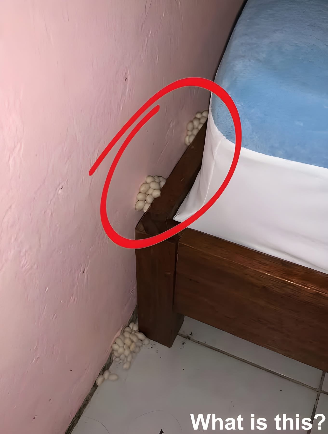 In the evening, after a long day at work, I came home tired, hoping to get some sleep and rest. Near my bed, I suddenly noticed this. Honestly, I was really scared. After the fear passed, I started examining it carefully, trying to understand what it was, but I still can’t figure it out. Does anyone know what this is? Check the first comment for the answer 👇