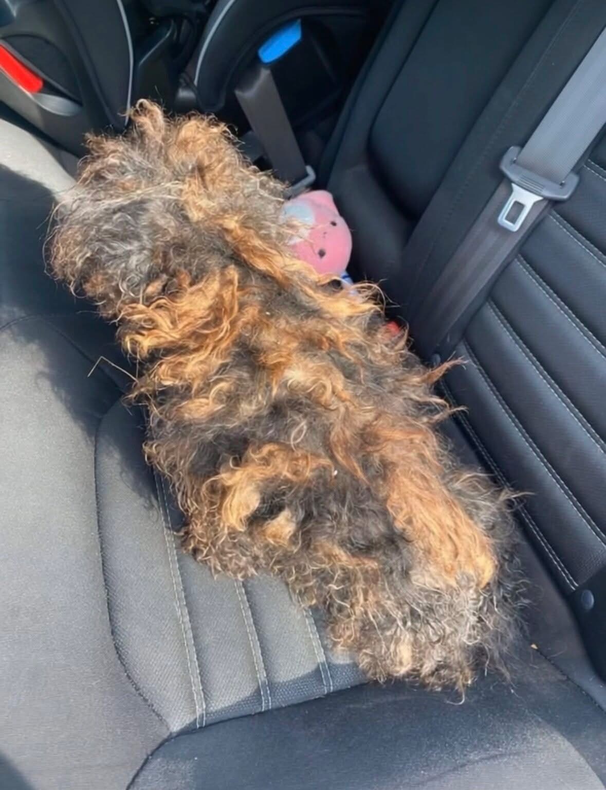 This dog was found in the middle of the road, covered in so much matted fur that she looked like a wig. But after being rescued, she’s unrecognizable — see her now in the comments… ❤️