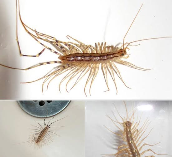 Never ever k!ll a house centipede again. I had no idea.  Check the comments👇