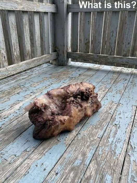 This morning, I stepped out onto my porch to enjoy a cup of coffee and discovered this on the ground. At first, I was really scared. Then I pulled myself together and started examining it carefully, trying to figure out what it was, but I still have no idea. Does anyone know what this could be? Check the first comment for the answer 👇