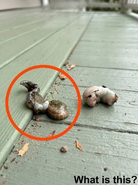 I stepped out onto my balcony this morning and found this lying on the floor. I’ve been looking at it for over half an hour, but I still can’t figure out what it is. Does anyone know what this could be? Answer in the first comment 👇