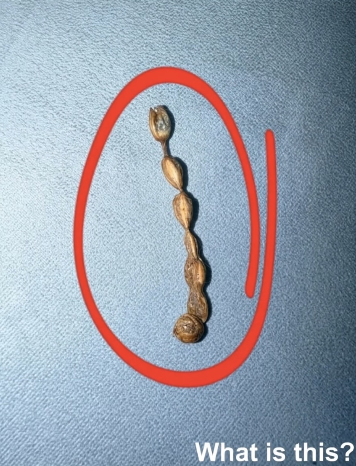 I found this on my couch. It looks kind of cr℮epy. I’ve been staring at it for an hour and still can’t figure out what it is. Does anyone know what this might be? Check the first comment for the answer 👇