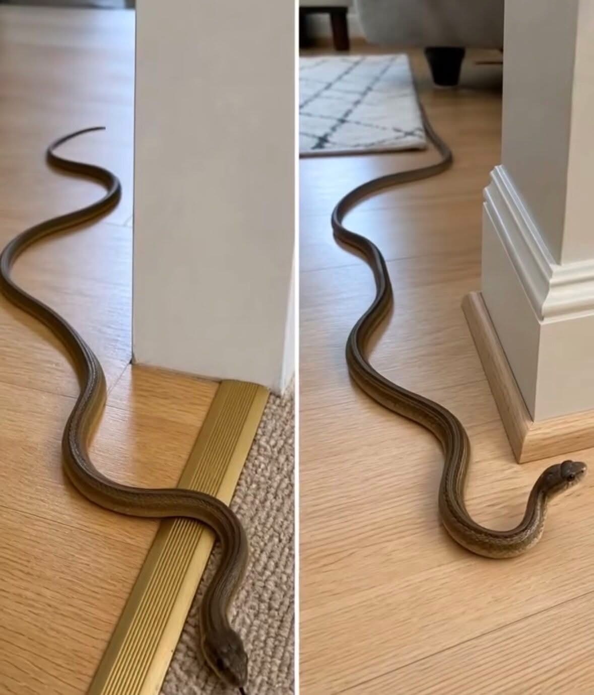 When this snake enters your house, it means you have… see below