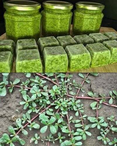 Never step on this weed; it’s considered a ‘gold mine’ in the garden … below