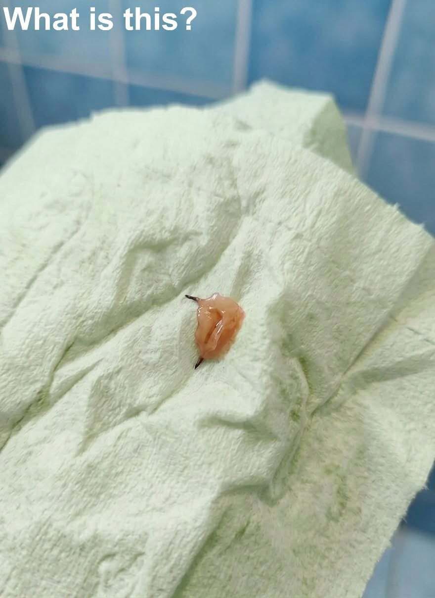 I came home from a trip and decided to take a shower. After I finished, I noticed this in the bathroom. Honestly, it looks pretty frightening. I picked it up with a tissue and started examining it carefully, trying to figure out what it was, but I still have no idea. Does anyone know what this could be? Check the first comment for the answer 👇