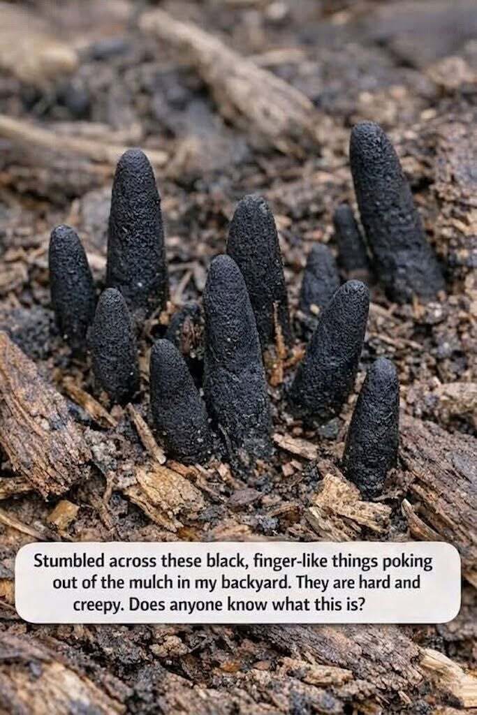 I never knew this.. 😱