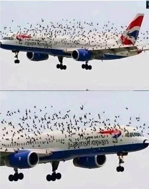 The pilot cried when he understood why the birds wouldn’t leave him alo…See Below
