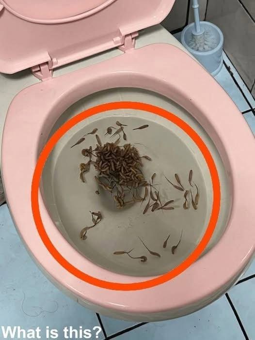 These things appear in my toilet whenever it rains. Does anyone know what they are? The answer is in the first comment 👇