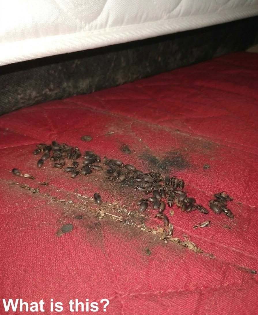 It was evening. I came home tired and lay down on my bed. A moment later, I heard a strange noise coming from underneath the mattress. When I lifted the mattress, I discovered this underneath it. Honestly, I froze in place. Then, once the fear passed, I started examining it carefully, trying to figure out what it was. Does anyone know? Check the first comment for the answer 👇