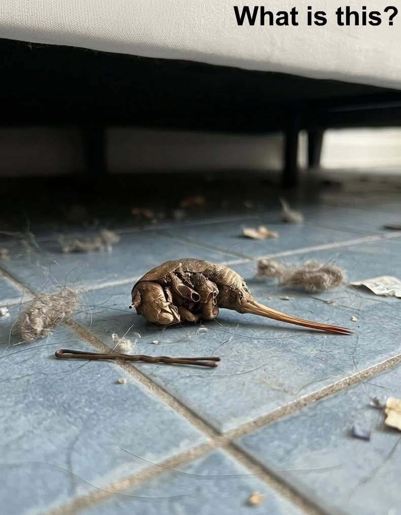 I went into my son’s room to do some cleaning. When I was about to vacuum under the bed, I discovered this. At first glance, I thought it was an armadillo, but after taking a closer look, I realized it was far too small to be one. I’ve been sitting on the floor for the last half hour, staring at it and trying to figure out what it is, but I still have no idea. Does anyone know what this could be? Check the first comment for the answer 👇
