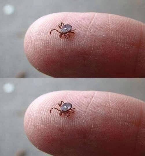 Does anyone know what this is? I found it crawling on my son’s leg after a walk in the woods. It looked like a tick… but that weird white spot really freaked me out. I’m kinda scared. Has anyone seen one like this before? Should I be worried? Check the 1st comment… See less