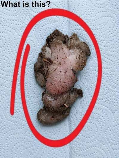I found this in my girlfriend’s room, under the wardrobe. I’ve been sitting here staring at it trying to figure out what it is, but no luck. I’m too embarrassed to ask her. Does anyone know what this is? Check the first comment for the answer 👇