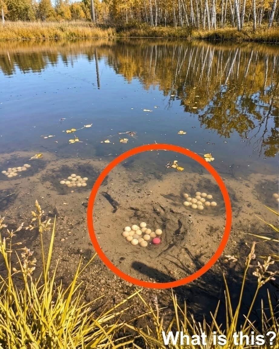 There is an artificial lake in our village. While walking past it, I noticed these strange crater-like holes in the water, each containing what looked like eggs. I stood by the lake for quite a while, watching them and trying to figure out what animal they might belong to, but I couldn’t come up with an answer. Does anyone know whose eggs these are? Check the first comment for the answer 👇