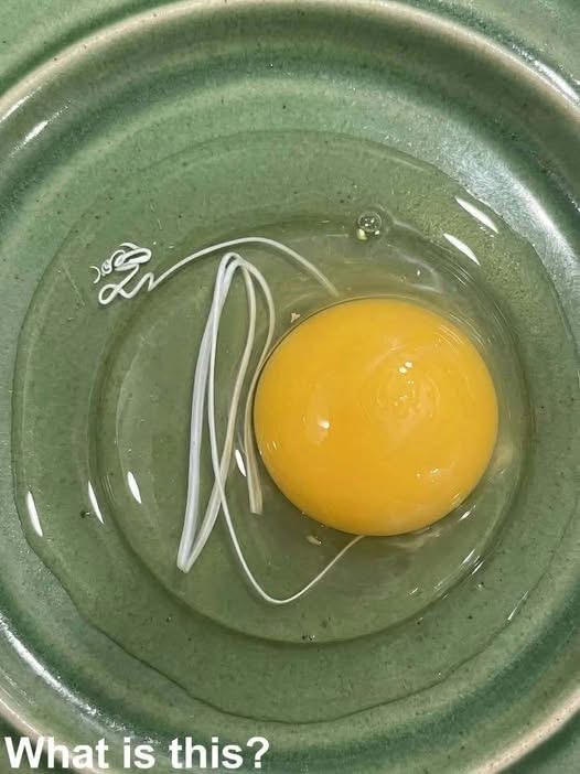 This morning, I woke up and decided to make fried eggs. When I cracked an egg into a plate, it came out with this white ribbon-like thing attached to it. I instantly lost my appetite. I’ve been sitting in the kitchen for half an hour now, staring at it and trying to figure out what it is. Does anyone know? Check the first comment for the answer 👇