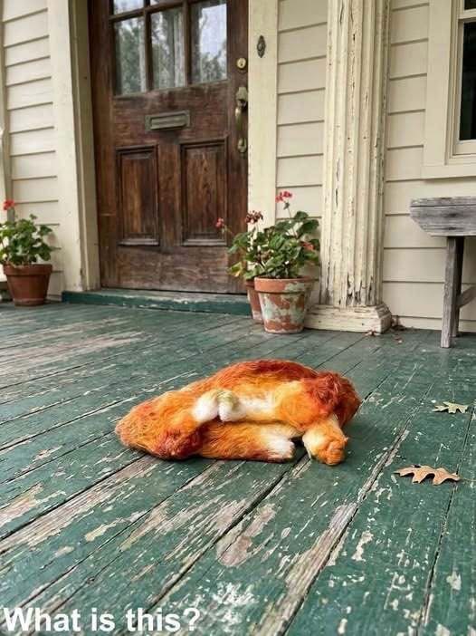 This morning, I stepped out onto the porch to get some fresh air and discovered this. Honestly, at first, I was really scared. Then, once the fear passed, I started examining it carefully, trying to figure out what it was. Does anyone know? Check the first comment for the answer 👇