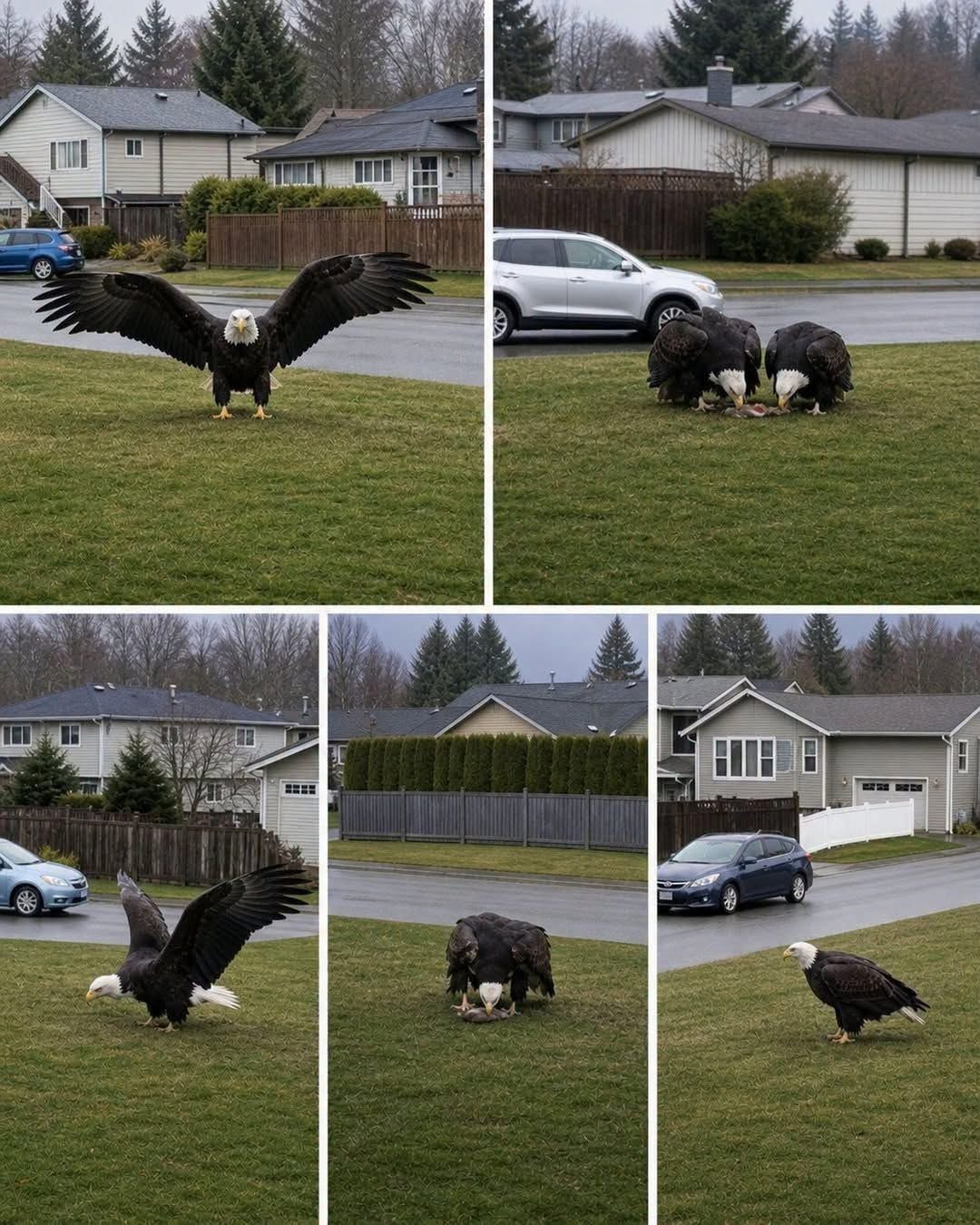 Massive Eagle captured in Bro… see more; ⠀͏­⠀⠀ㅤ