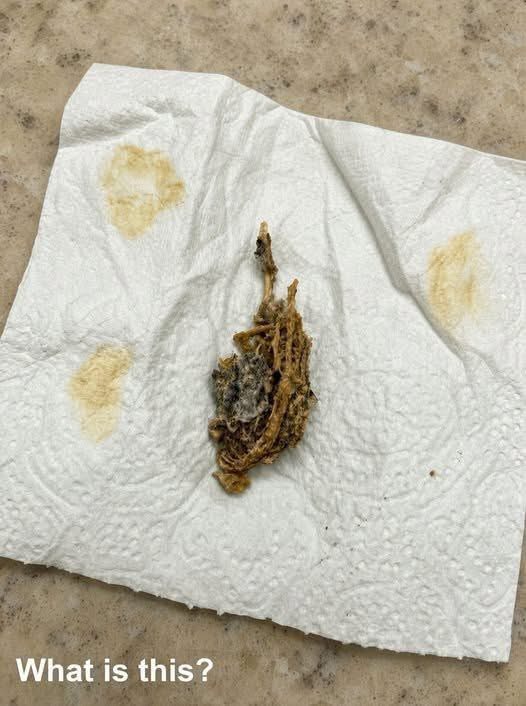 Early this morning, I entered the bathroom and spotted this on the floor. For the first few seconds, I was t℮rrified. Once the initial fear faded, I picked it up with a tissue and examined it closely, trying to determine what it was. Does anyone know what this might be? Check the first comment for the answer 👇
