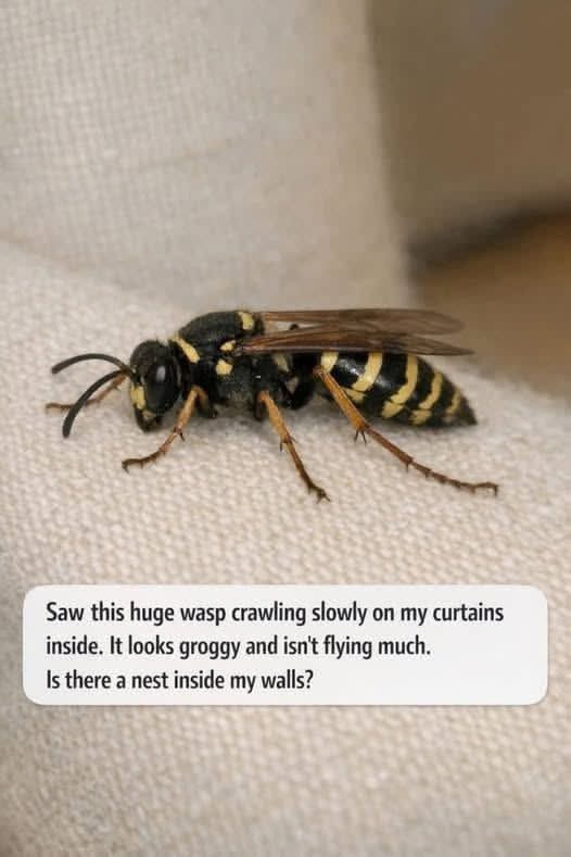 Saw this huge wasp crawling slowly on my curtains inside. It looks groggy and isn’t flying much. Is there a nest inside my walls?.