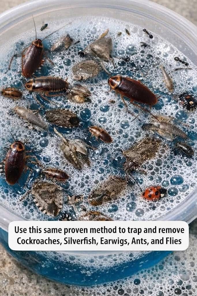 Leave this 1 mixture on your windowsill and get rid of stink bugs, ladybugs, and window pests. Full article 👇 💬