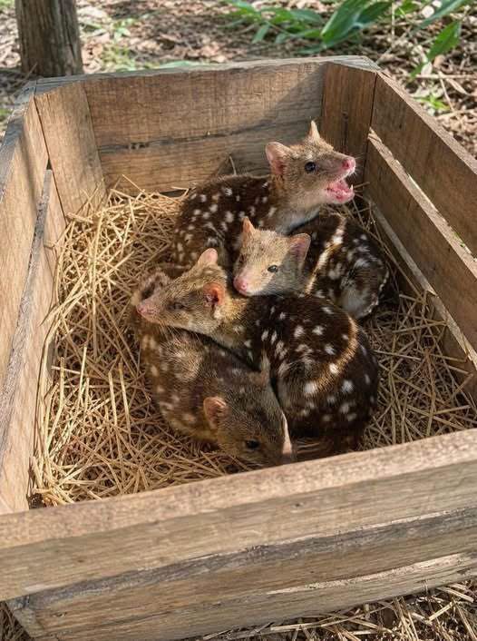 Group finds oddly spotted creatures in a nest – takes a closer look and jaws drop when they discover what kind of animals… Check comments 😮👇 ⁠⁠‍͏