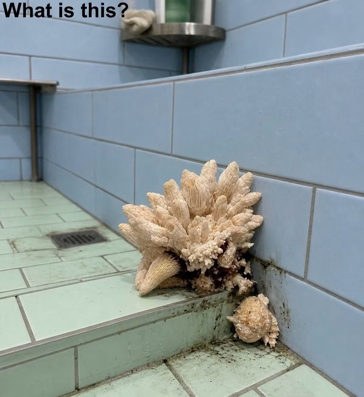 My husband and I went away for 10 days. When we returned home, I walked into the bathroom and spotted this on the floor. Honestly, at first I was really frightened, but then I pulled myself together and began examining it closely, trying to figure out what it was. Does anyone know what this might be? Check the first comment for the answer 👇 ⁠⁠‌͏
