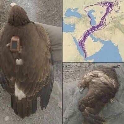 For 20 years, an eagle equipped with GPS puzzled scientists: reco….See below⤵️