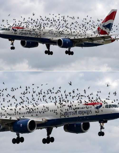 The pilot cried when he understood why the birds wouldn’t leave him alone…See more