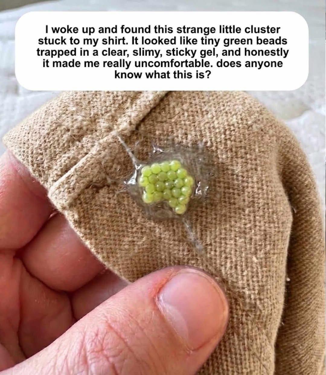 Does anyone know what this is?
