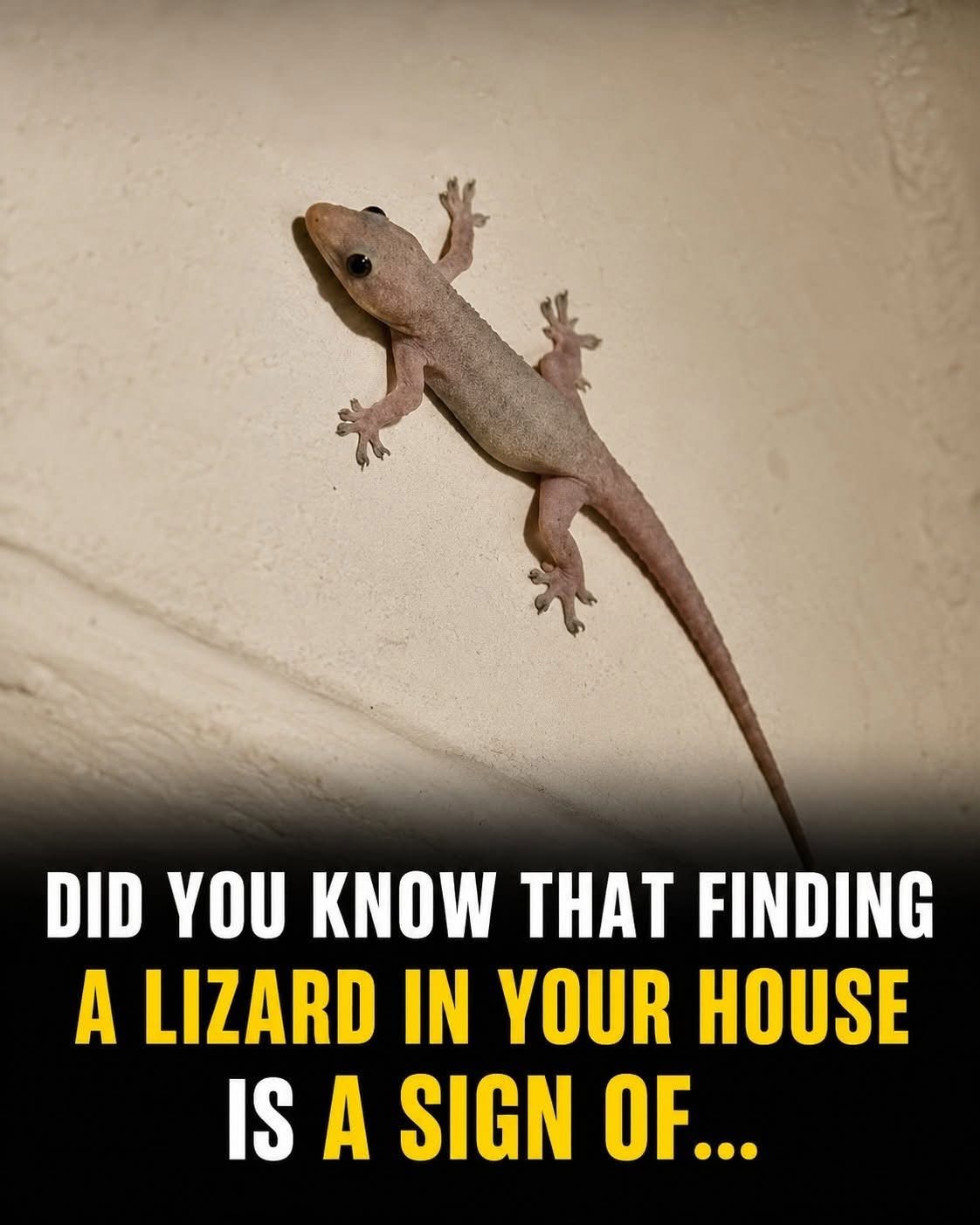 The Surprising Truth About House Lizards That Most People Don’t Know
