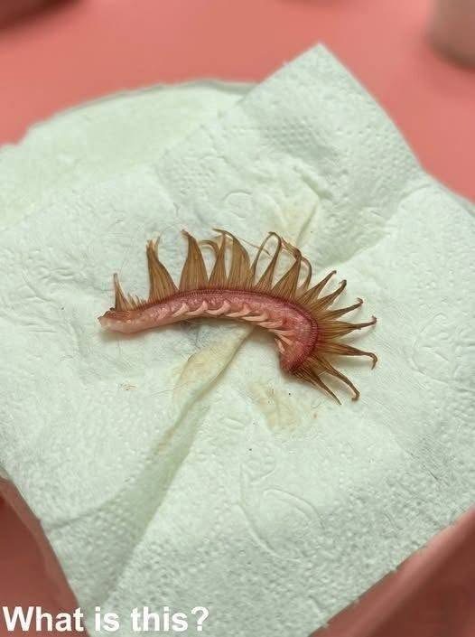 My girlfriend came home after a walk with the dog. Attached to the dog’s fur, we discovered this. We’ve been sitting here looking at it for quite a while now, trying to figure out what it is, but with no luck. Does anyone know what this is? Check the first comment for the answer