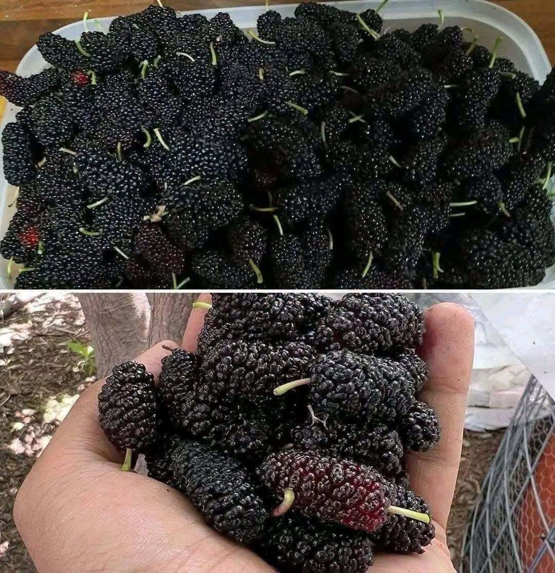 Have you ever tried it? Do you know what it’s called? This rare seasonal fruit… See more 👇👇👇