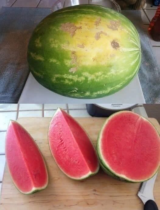 Since watermelon season is here, I figured I’d share this. Everyone knows that I always choose the best watermelons. Stop thumping melons—it’s not going to tell you anything. This is exactly how you should choose watermelons 🗨️👇