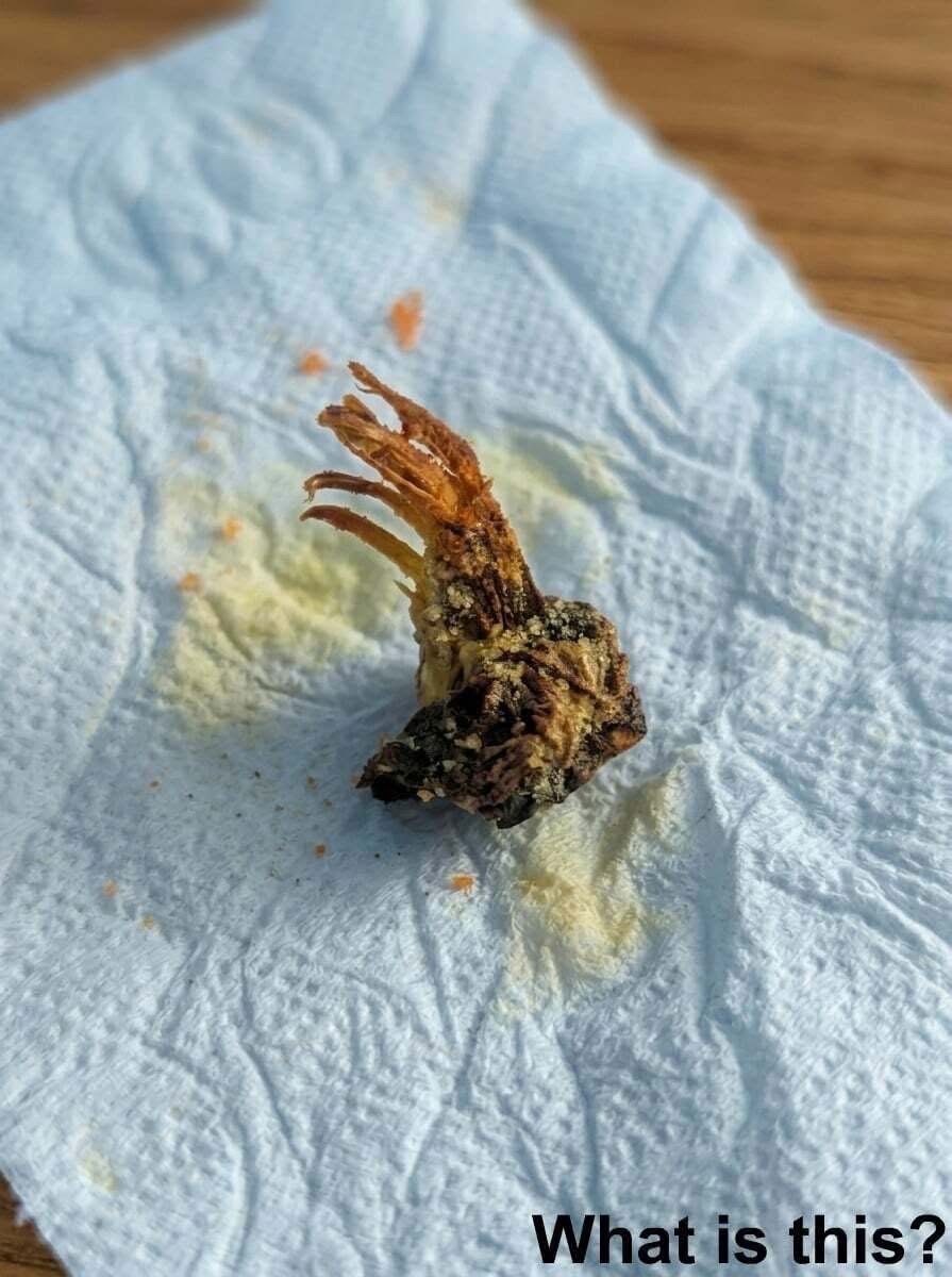 I went to the supermarket to buy a frozen pizza and brought it home to cook. I put it in the oven, and when it was ready, I took a bite and found this inside the dough. I’ve been sitting in the kitchen for an hour now, staring at it and trying to figure out what it is. Does anyone know? Check the first comment for the answer 👇